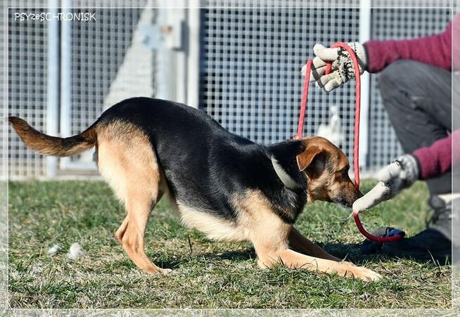 Kajetan – delikatny, młody psiak szuka kochającego domu