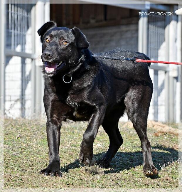 Cudak – entuzjastyczny psijaciel całej rodziny
