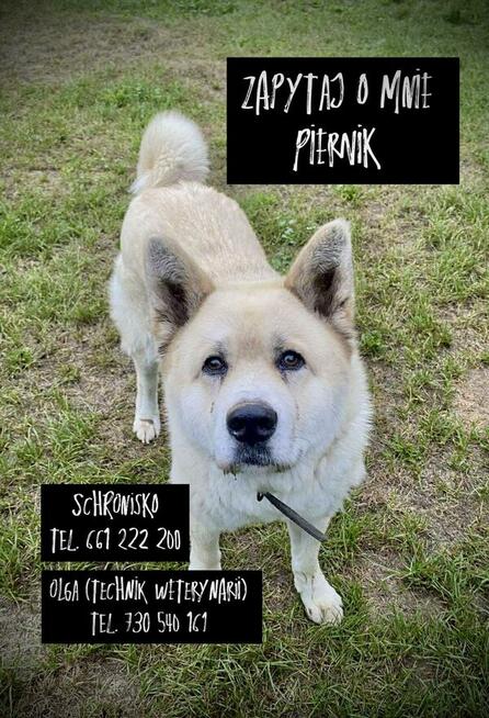 Piernik - w typie Akita; książkowy przykład swojej rasy