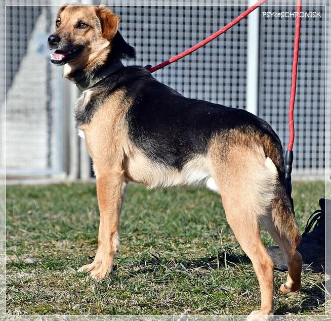 Kajetan – delikatny, młody psiak szuka kochającego domu