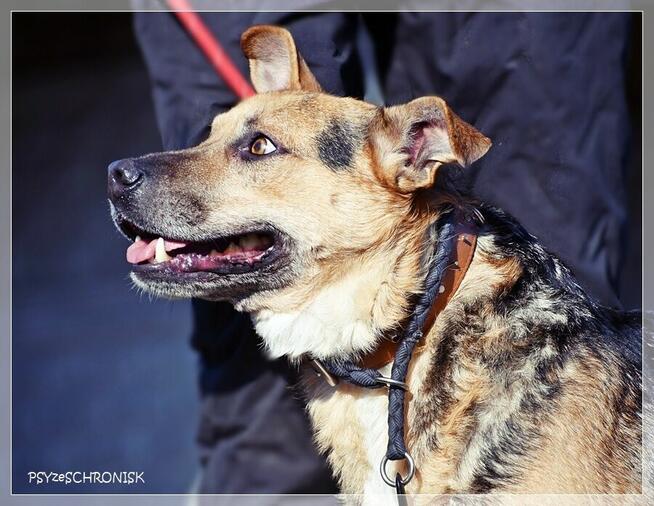 Rudolf – gdyby miał ogon, to merdałby nim non stop