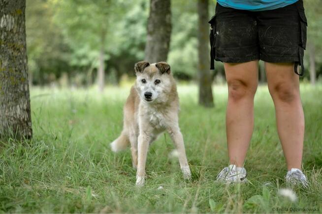 Granda- 17 letnia suczka do pilnej adopcji