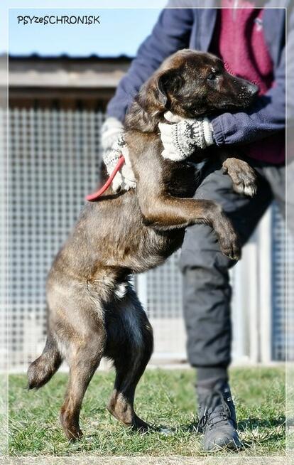 Loko – cudowny młodziak tym razem musi znaleźć dom!