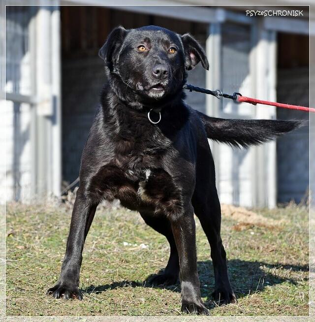 Cudak – entuzjastyczny psijaciel całej rodziny