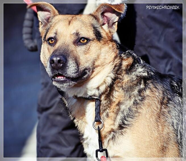 Rudolf – gdyby miał ogon, to merdałby nim non stop