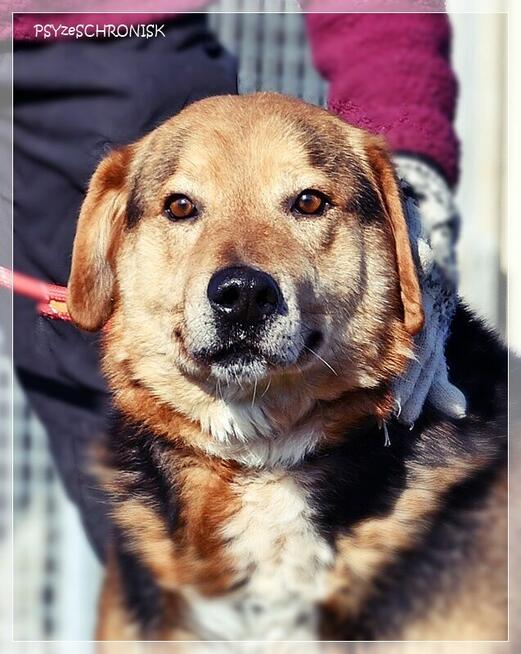 Witek – przy człowieku rozkwita jakby był szczeniakiem