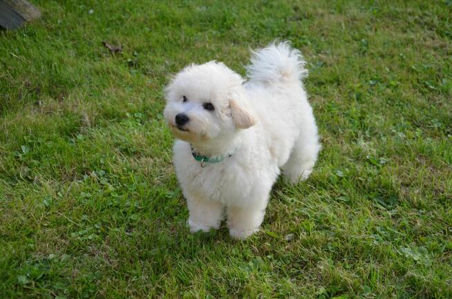 Bichon FCI /ZKwP/ostatni piesek.