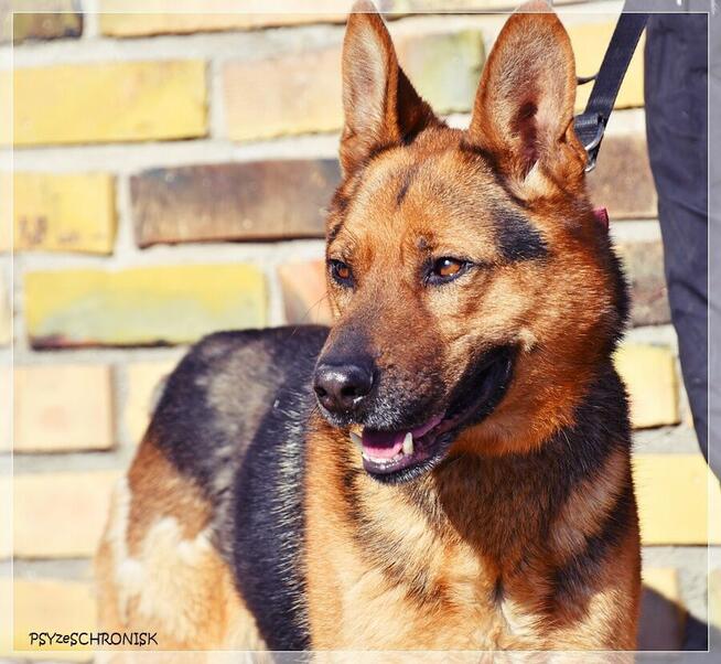 Cywil – rozważny, proludzki, pozytywny psiak na końcu świata