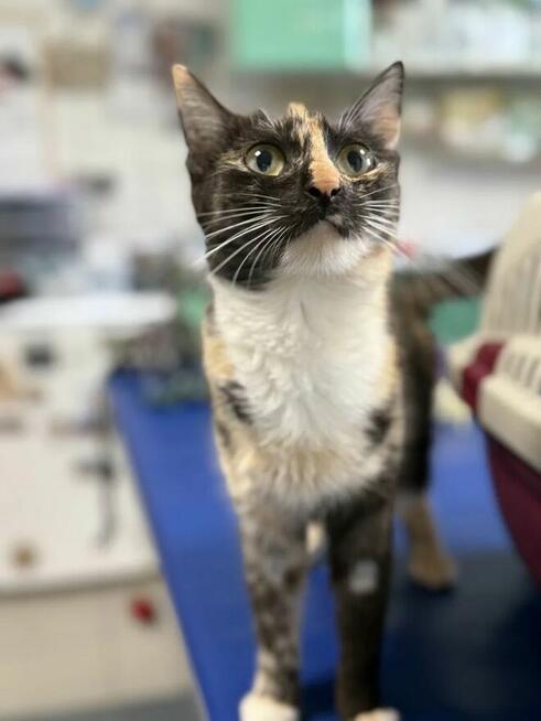 Weggerka - milusińska kotka tricolor