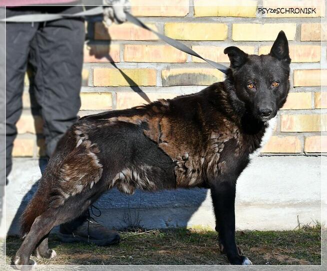 Dorian – bystry, rezolutny „owczarkowaty” przystojniak