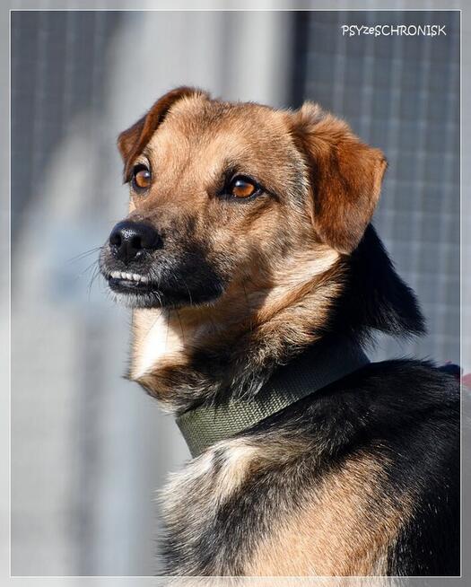 Kajetan – delikatny, młody psiak szuka kochającego domu