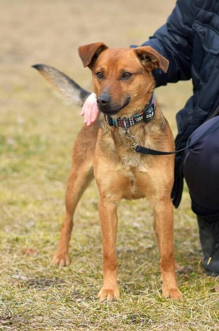 Tofik - wesoły i towarzyski psiak rozkochujący w sobie ludzi