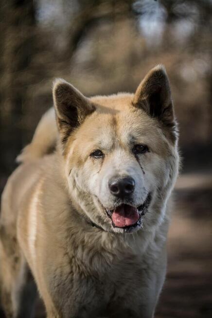 Piernik - w typie Akita; książkowy przykład swojej rasy
