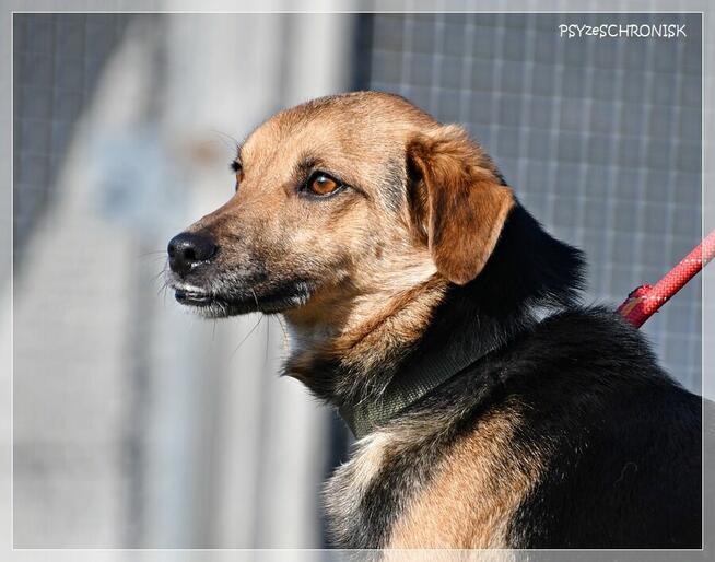 Kajetan – delikatny, młody psiak szuka kochającego domu