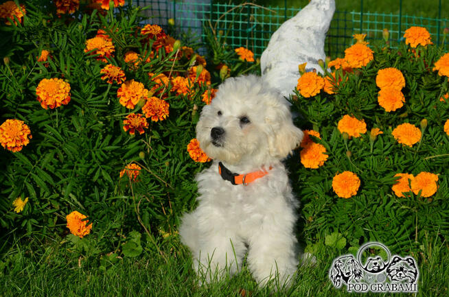 Bichon FCI /ZKwP/ostatni piesek.