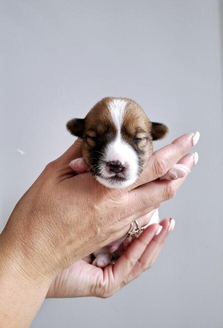 Choco Jack Russel Terrier FCI ZKwP