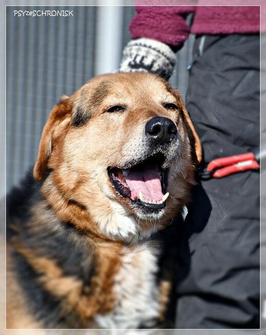 Witek – przy człowieku rozkwita jakby był szczeniakiem