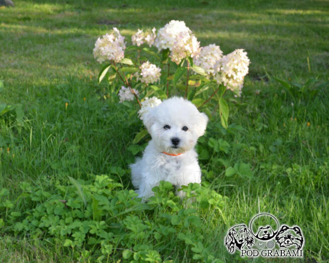 Bichon FCI /ZKwP/ostatni piesek.