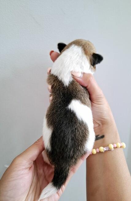 Ceylon Jack Russell Terrier FCI