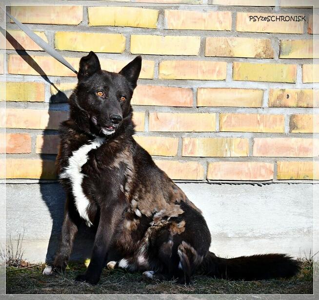 Dorian – bystry, rezolutny „owczarkowaty” przystojniak