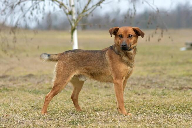 Tofik - wesoły i towarzyski psiak rozkochujący w sobie ludzi
