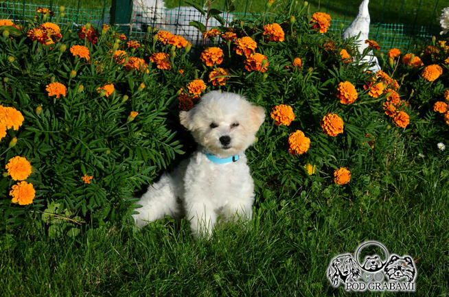 Bichon FCI /ZKwP/ostatni piesek.