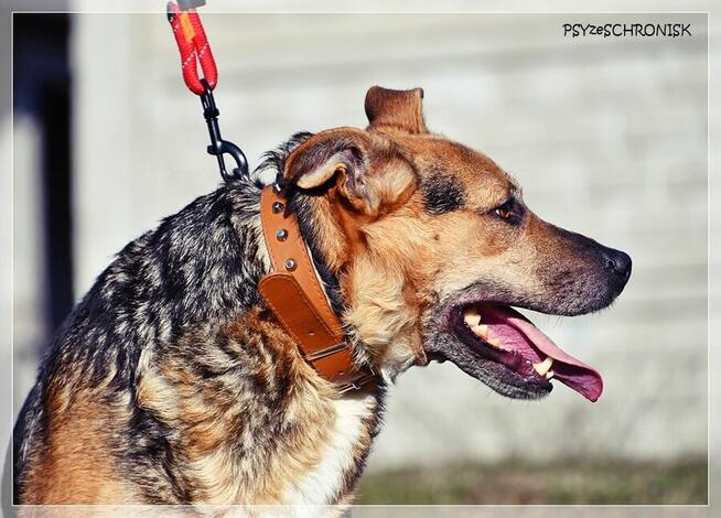 Rudolf – gdyby miał ogon, to merdałby nim non stop