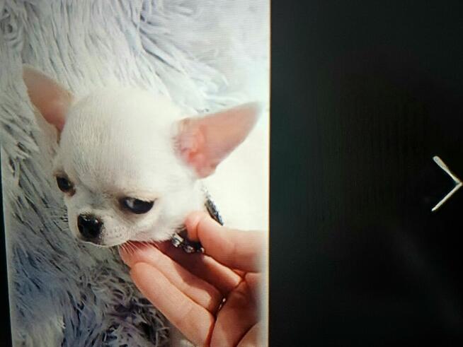Ostatnia Chihuahua XSS Biała