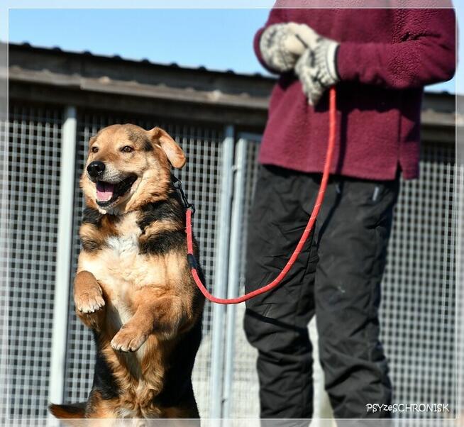 Witek – przy człowieku rozkwita jakby był szczeniakiem