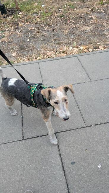 Aster szuka domu !!!