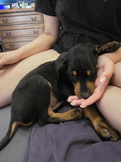Doberman
