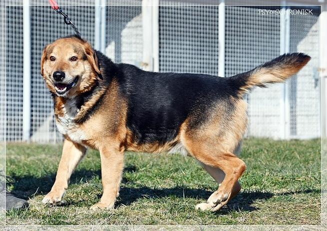Witek – przy człowieku rozkwita jakby był szczeniakiem