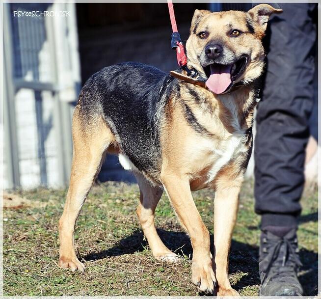 Rudolf – gdyby miał ogon, to merdałby nim non stop