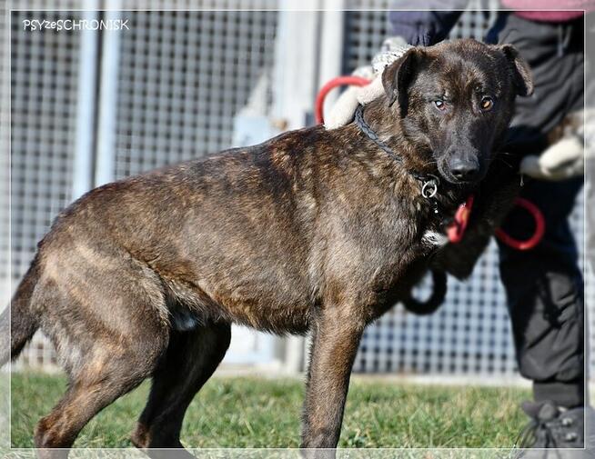Loko – cudowny młodziak tym razem musi znaleźć dom!