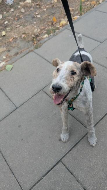 Aster szuka domu !!!