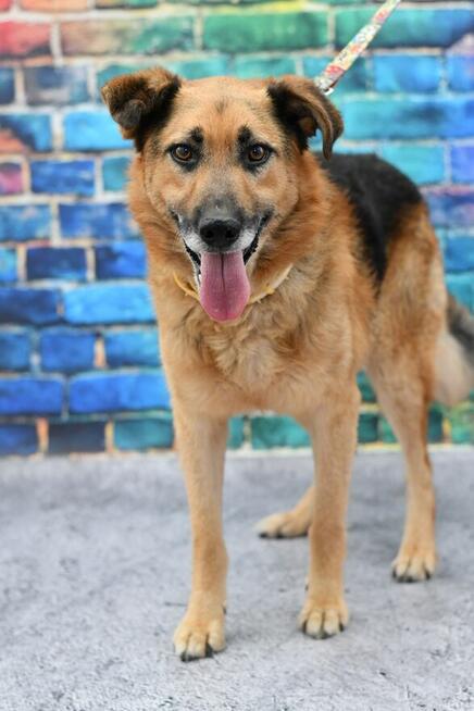 Seniorek Dukat prosi o kochający domek!