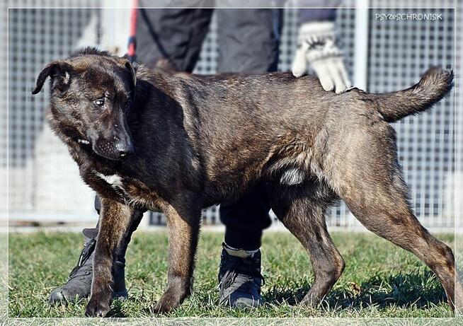Loko – cudowny młodziak tym razem musi znaleźć dom!