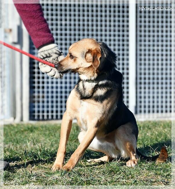 Kajetan – delikatny, młody psiak szuka kochającego domu