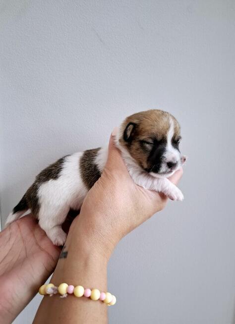 Ceylon Jack Russell Terrier FCI