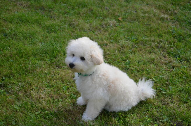 Bichon FCI /ZKwP/ostatni piesek.