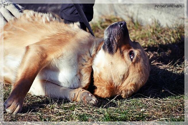 Wafel – naprawdę fajny, pragnący bliskości psi młodziak