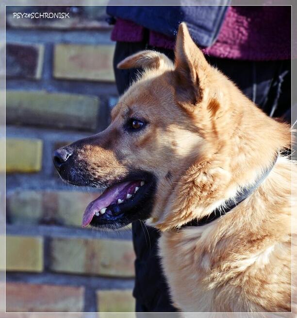 Wafel – naprawdę fajny, pragnący bliskości psi młodziak