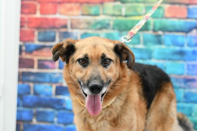 Seniorek Dukat prosi o kochający domek!