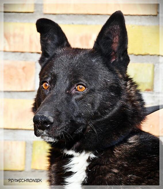 Dorian – bystry, rezolutny „owczarkowaty” przystojniak