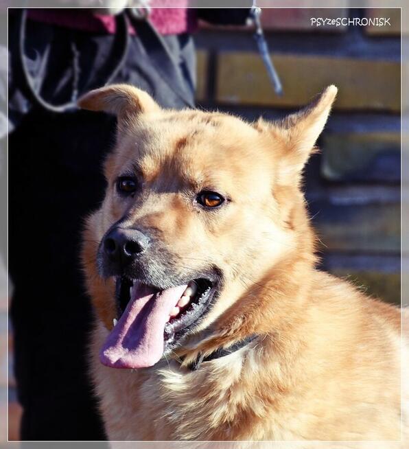 Wafel – naprawdę fajny, pragnący bliskości psi młodziak