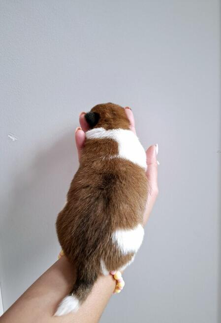 Choco Jack Russel Terrier FCI ZKwP