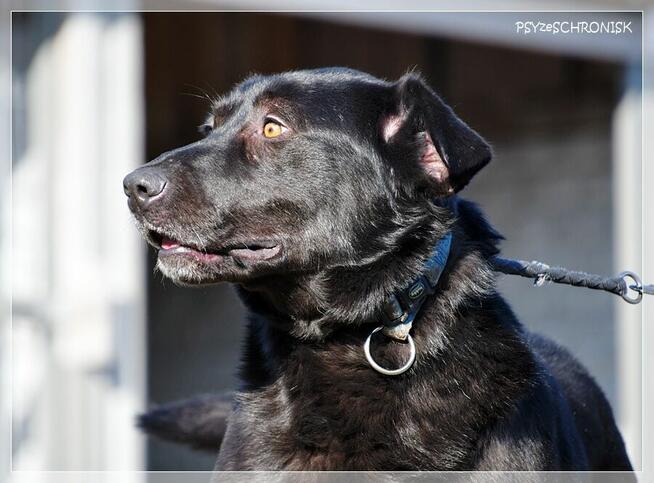 Cudak – entuzjastyczny psijaciel całej rodziny