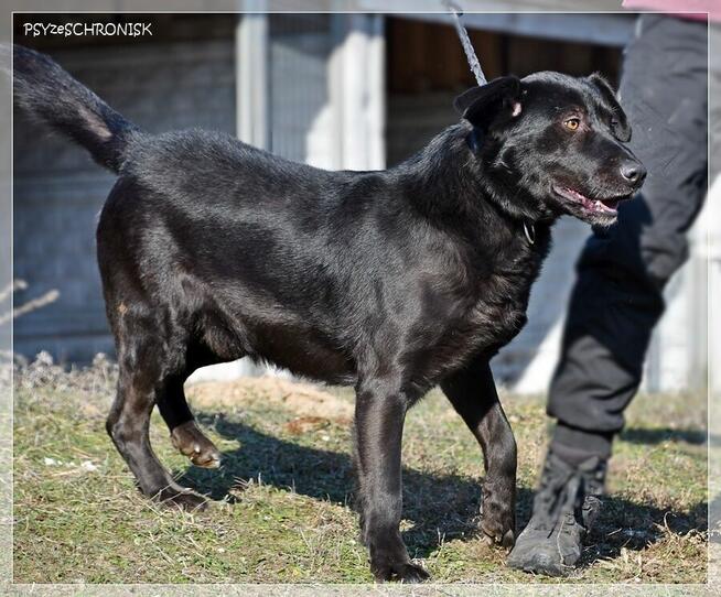 Cudak – entuzjastyczny psijaciel całej rodziny