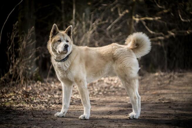 Piernik - w typie Akita; książkowy przykład swojej rasy