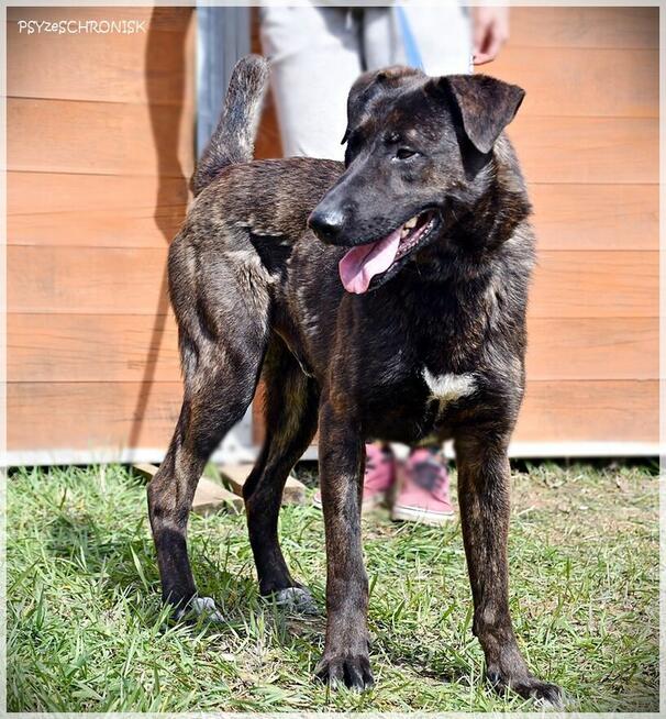 Loko – cudowny młodziak tym razem musi znaleźć dom!